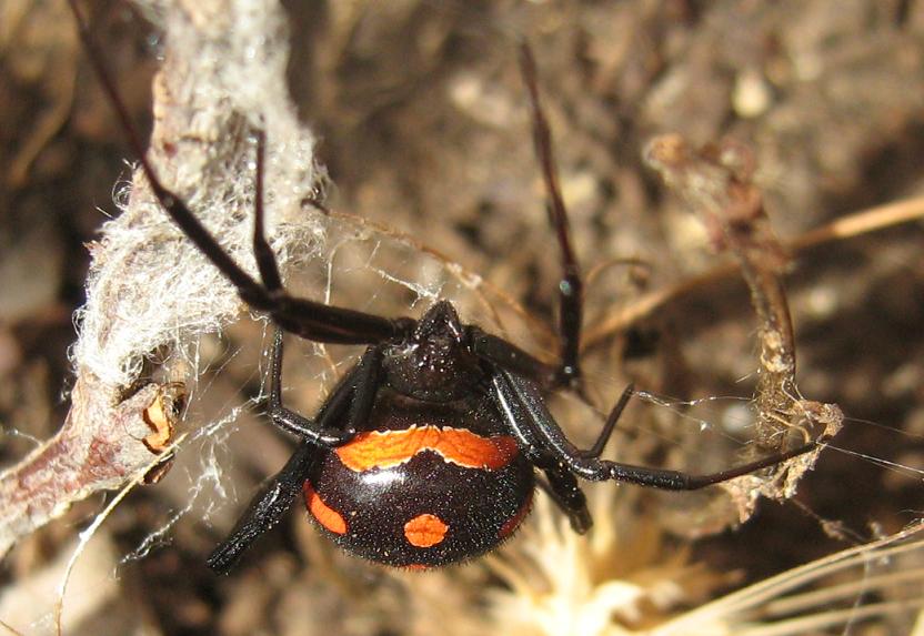 La vedova nera - Latrodectus tredecimguttatus